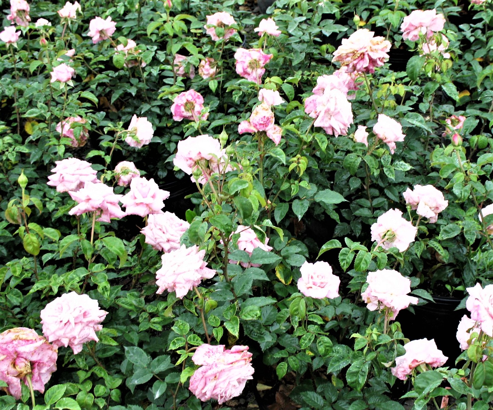 Cherokee
                        Trace Roses