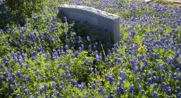 Bluebonnets.jpg