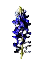 Bluebonnet