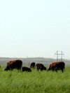 Cattle outside Dunn